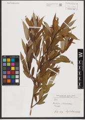 Foto von Salix L.
